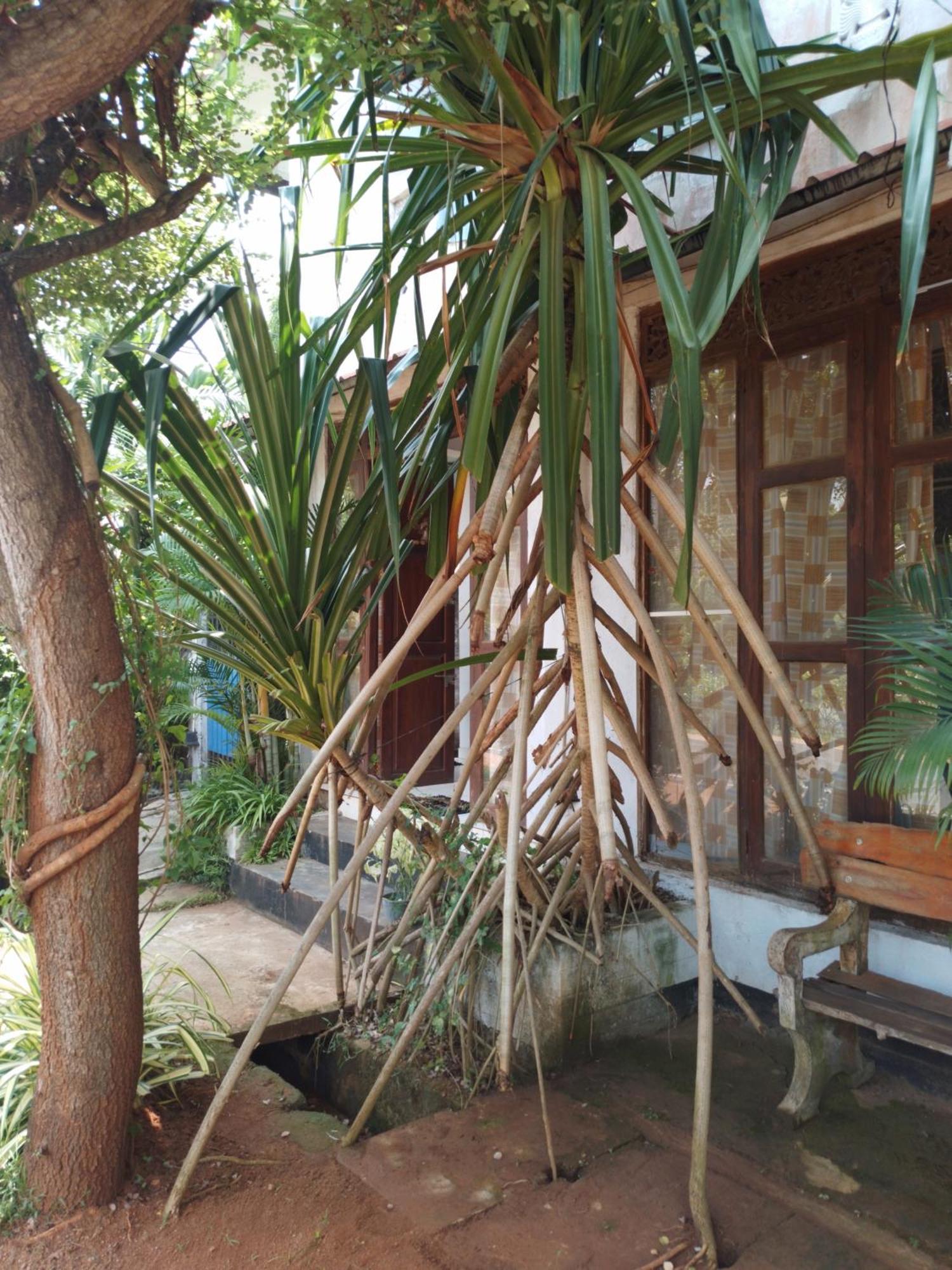 Lucky Holiday Home Anuradhapura Bagian luar foto